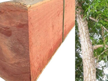 Gỗ Xoan Đào Và Ưu Điểm Của Gỗ Xoan Đào